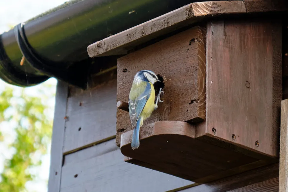 Blue Tit Nesting