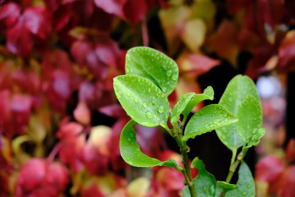 Rain On Leaf